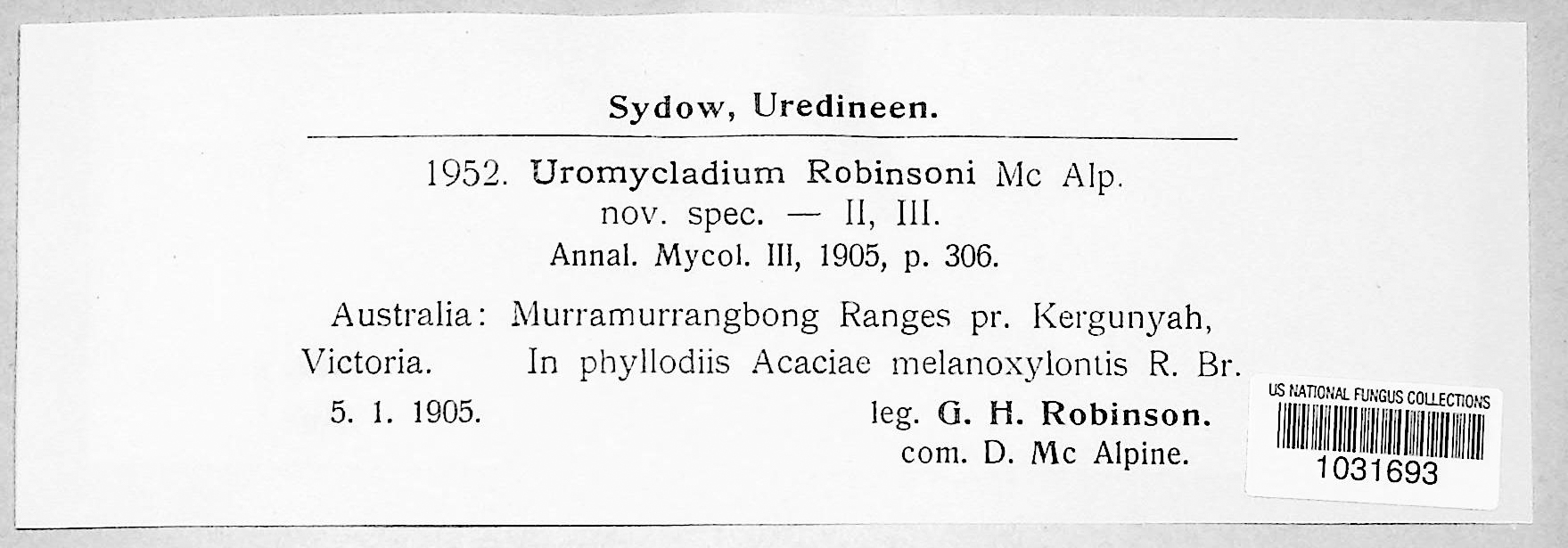 Uromycladium robinsonii